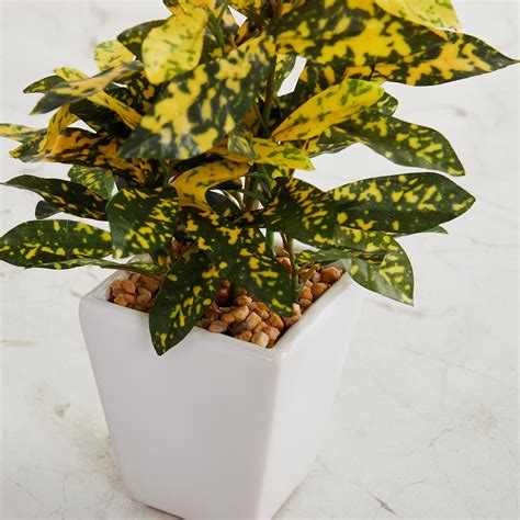 Buy Fiesta Wandering Jew Potted Plant - 20 cm from Home Centre at just ...