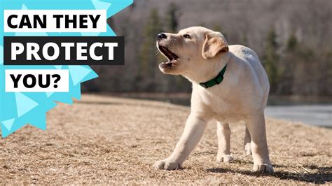 Protection of Lab Dog 的图像结果