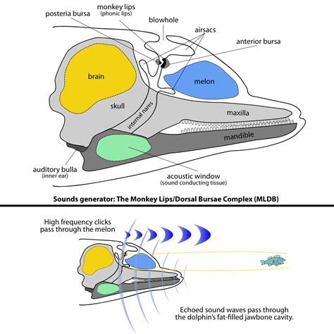 Dolphin Brain Lobes All About Bottlenose Dolphins Senses | SeaWorld