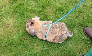 Image result for Cute Fat Bunny to Draw