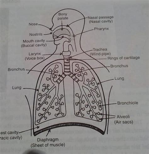 Define breathing . Describe the mechanism of breathing in humans. With ...