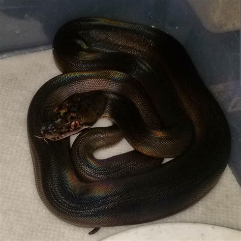 Image result for Tiger Golden Child Reticulated Python