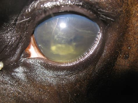 Your Horse Has Uveitis? Here’s What You Need To Know | US Equestrian