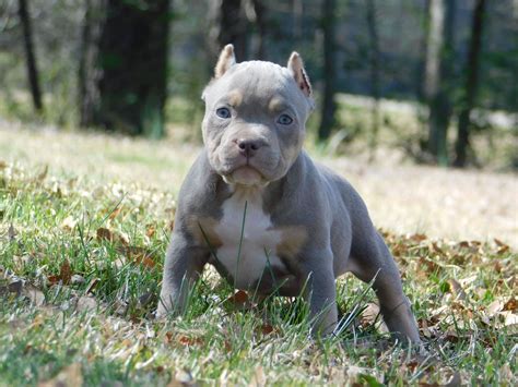 Pocket American Bully Puppies for Sale | Top American Bully Breeders