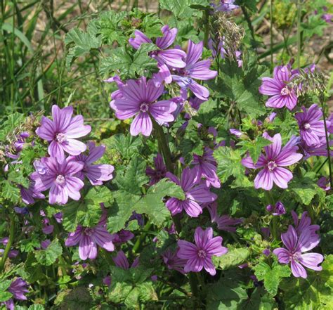 Propriedades terapêuticas da Malva (Malva sylvestris)