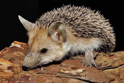 Biodiversity of Cyprus by NGO Protection of the Natural Heritage and ...