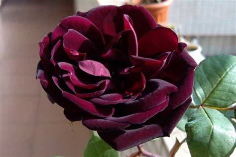 路易十四玫瑰花的花语和传说 - 花百科