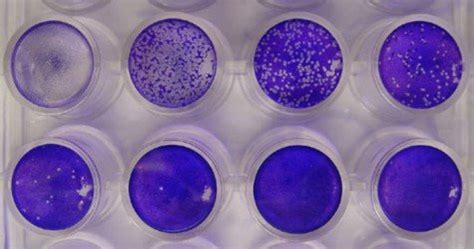 Neutralization Test 的图像结果