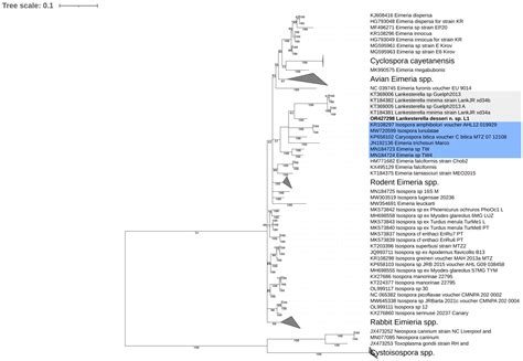 Reevaluation of Hemoparasites in the Black Spiny-Tailed Iguana ...