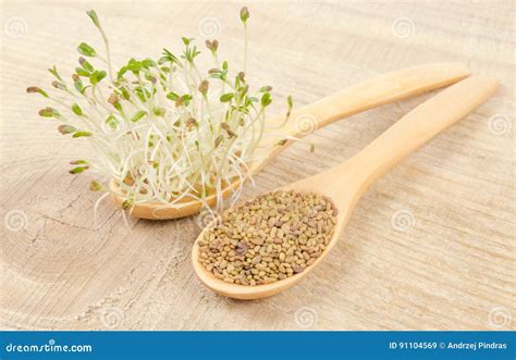 Fresh Alfalfa Sprouts and Seeds - Closeup. Stock Image - Image of ...