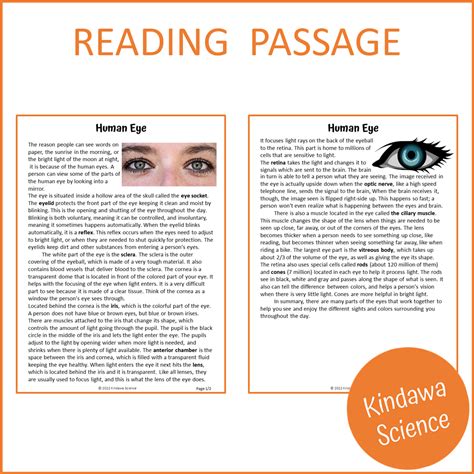 Human Eye Reading Comprehension Passage and Questions | Printable PDF ...