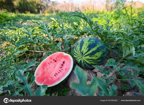 Watermelon Tree 的图像结果