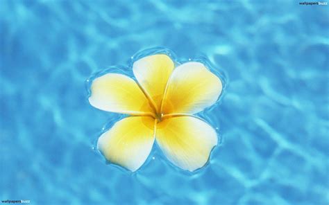 Hawaiian Flower Wallpapers - Wallpaper Cave