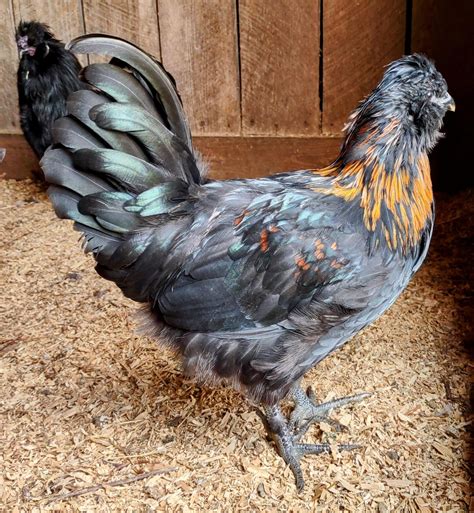 What am I to do with all these pretty cockerels ! : r/BackYardChickens