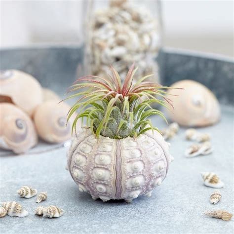 Buy The air plant sputnik Tillandsia sputnik: Delivery by Waitrose Garden
