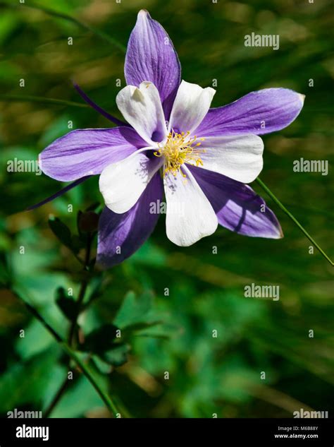 Columbine colorado state flower hi-res stock photography and images - Alamy
