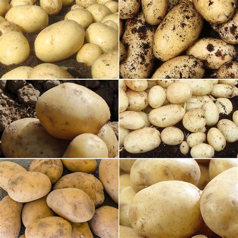 Buy baby new potato collection baby new potato collection: Delivery by ...