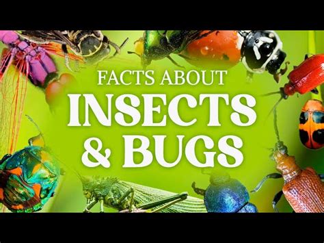 Image result for Insect Facts