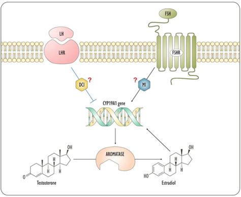 New Insights into the Activities of D-Chiro-Inositol: A Narrative Review