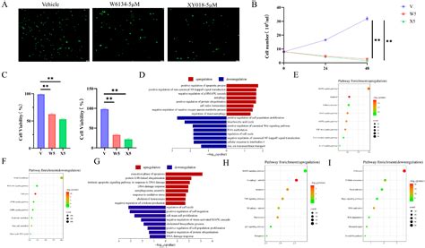 A Small-Molecule Compound Targeting Canine Mammary Cancer Regulates ...