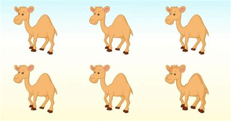 Picture Puzzle: Can You Spot How Many Camels Are There In The Picture ...