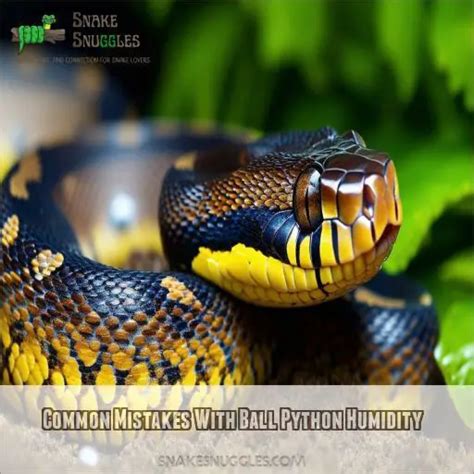 Image result for Ball Python Snake Tank
