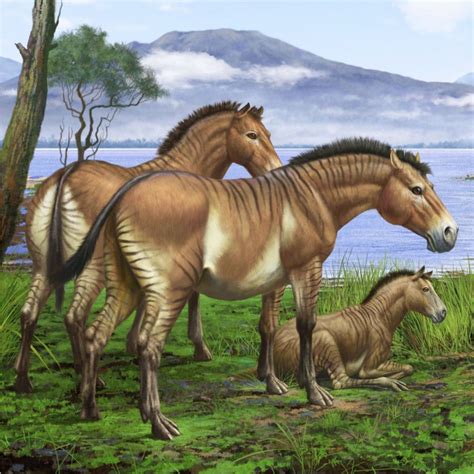 Genus Of Horses