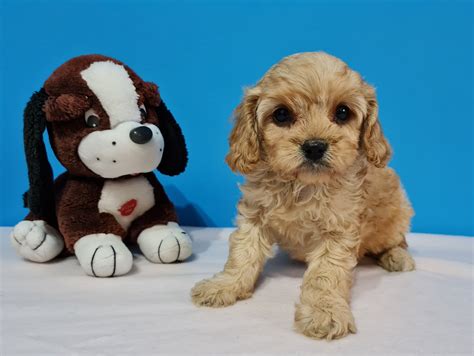 How big do Cavapoos get? | Full Grown Cavapoo Size Guide