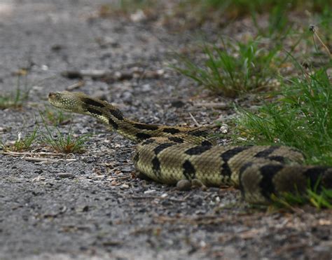 The Six Deadliest Snakes of North Carolina: Have You Seen Any One of ...