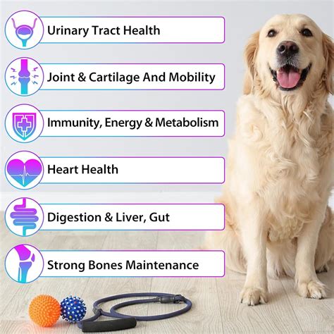 ZIXAOK 15 in 1 Dog Multivitamin Drops for Dogs - Dog India | Ubuy