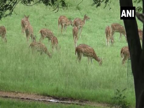 Jharkhand's Palamu Tiger Reserve witnesses rise in animal population ...