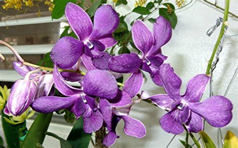 M-Tech Gardens Dendrobium Orchid Plant Blue 68" Rare Variety Plant (Pot ...