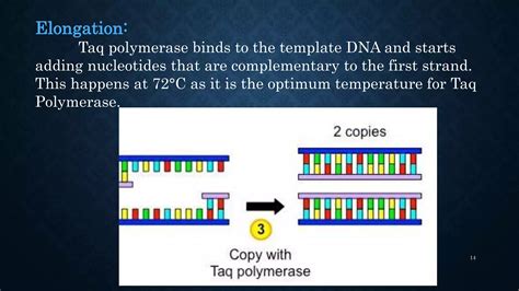 Image result for PCR Introduction