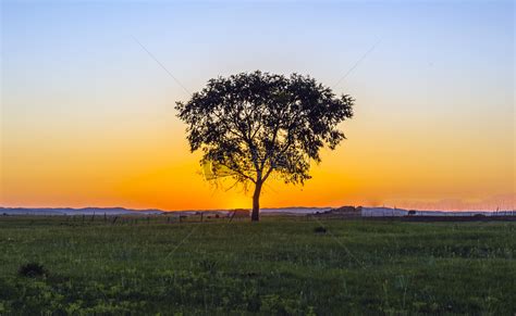 草原上的一棵树高清图片下载-正版图片500541958-摄图网