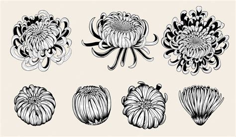 Premium Vector | Chrysanthemum flower by hand drawing