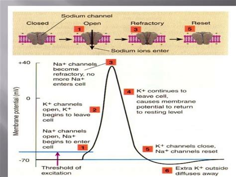 Image result for Neuron Resting Membrane Potential
