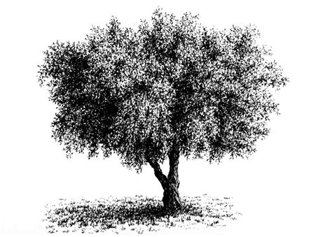 Image result for How to Draw a Realistic Spring Tree