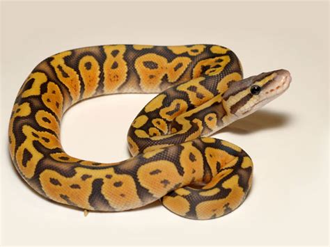 Image result for Hypo Ball Python