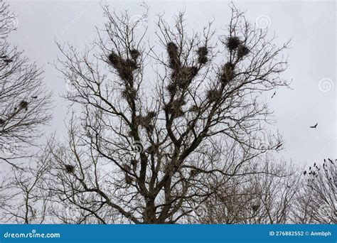 Numerous Nests of Crows on High Maple Against Cloudy Sky Stock Photo - Image of maple, bird ...