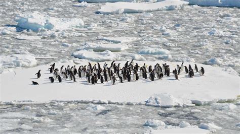 Matrix Partnership Model 的图像结果