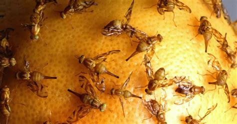 Alien Parasite Invasion 的图像结果