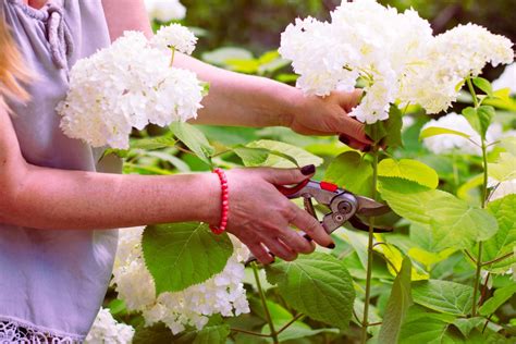 When And How To Prune Annabelle Hydrangeas
