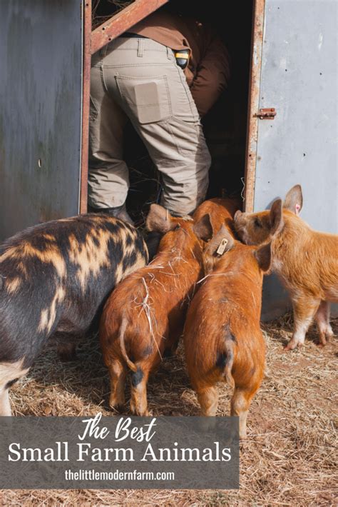 Small Farm Animals 的图像结果