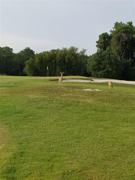 Lansbrook Golf Course Hole #4. There were four all together and they ...