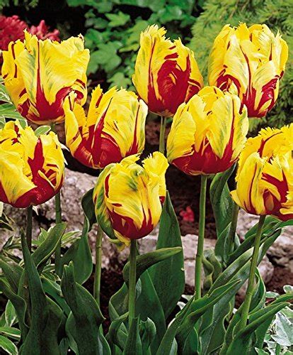 Futaba Fragrance Tulips seeds - Yellow and Red - 100 Pcs : Amazon.in ...