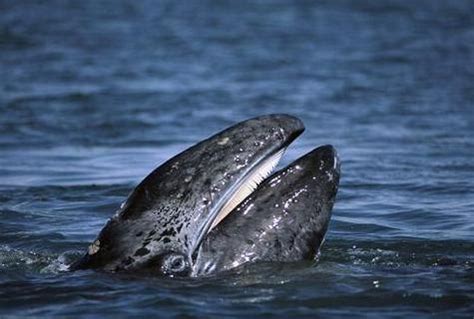 了解14种须鲸_海洋生物_人人知识网