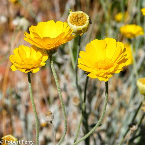 Desert Marigold
