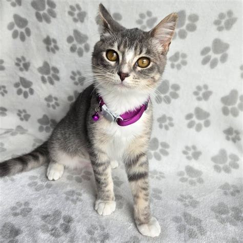 Critter Cavalry Rescue (CCR) (@crittercavalry) • Instagram photos and ...