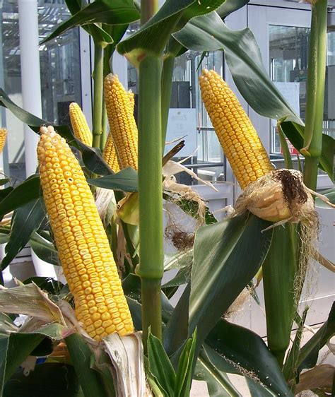 Can You Grow Corn In A Planter Box at Ruby Black blog