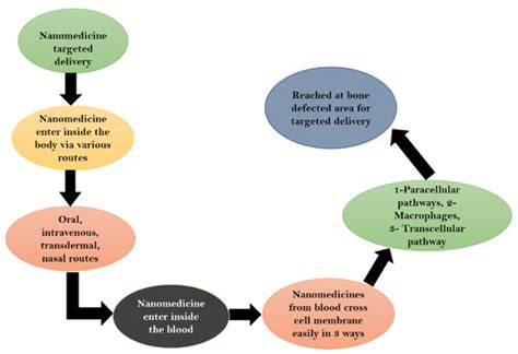 Nanoparticles in Drug Delivery: From History to Therapeutic Applications